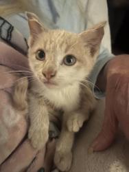 Found/Stray Female Cat last seen Belton Honea Path Hwy and Docheno Road, Belton, SC 29627