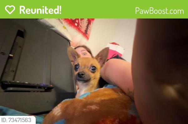 Reunited Male Dog last seen Sunset Blvd, Gallatin, TN 37066