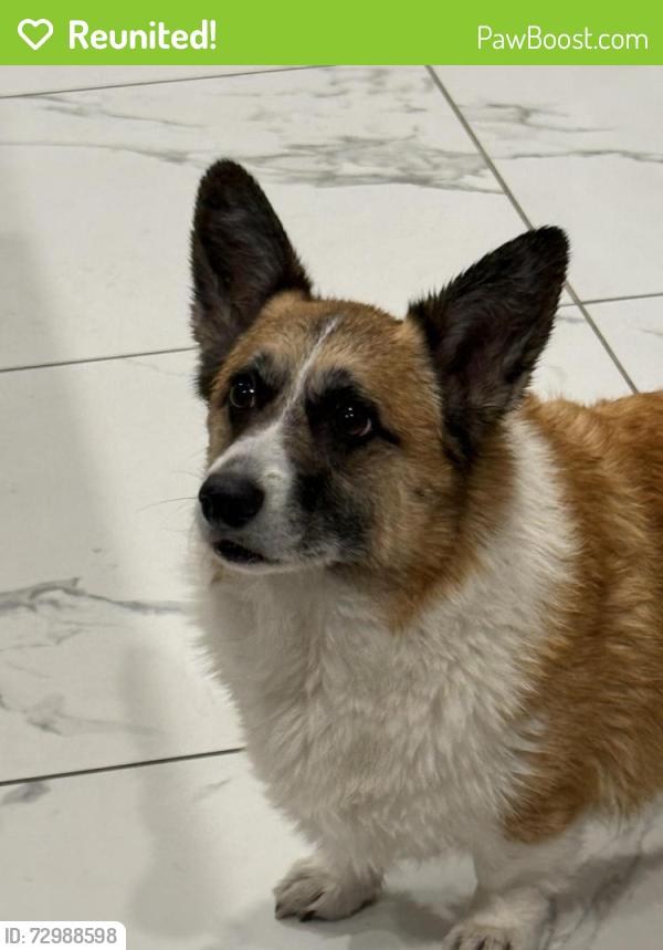 Reunited Male Dog last seen Near LaGrange Point St, Las Vegas, NV 89148, USA, Las Vegas, NV 89148