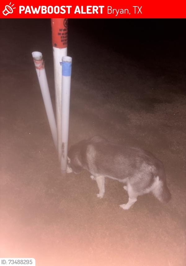 Lost Unknown Dog last seen Next to st lukes, Bryan, TX 77807