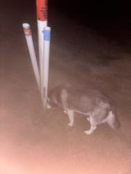 Lost Unknown Dog last seen Next to st lukes, Bryan, TX 77807