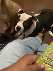 Reunited Male Dog last seen Blue star, Champaign, IL 61821