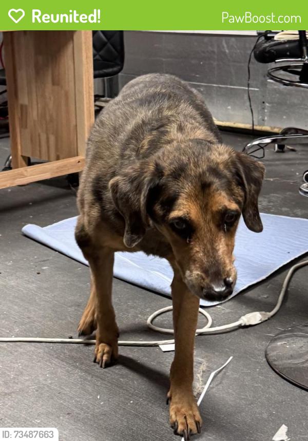 Reunited Male Dog last seen Rayford Rd. Behind Heb, Spring, TX 77386