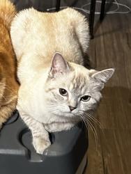 Lost Female Cat last seen Near W Wasatch St Midvale UT 84047, Midvale, UT 84047