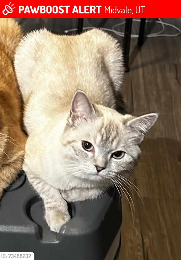 Lost Female Cat last seen Near W Wasatch St Midvale UT 84047, Midvale, UT 84047