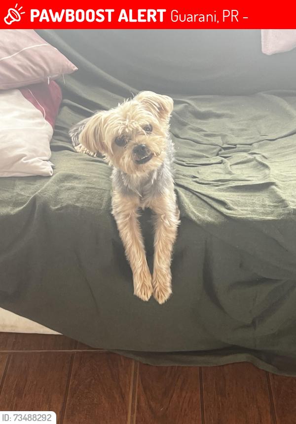 Lost Male Dog last seen Perto do mercado Paulo César , perto do terminal Maracanã, Guarani, PR 83409-270