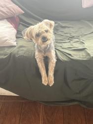 Lost Male Dog last seen Perto do mercado Paulo César , perto do terminal Maracanã, Guarani, PR 83409-270