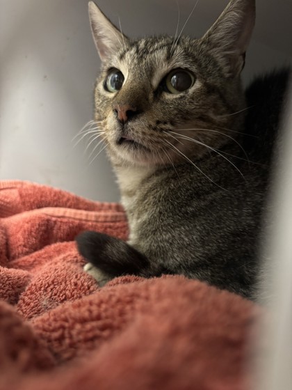 Shelter Stray Female Cat last seen , , CA, 1101 29th Ave, Oakland, CA 94601, USA