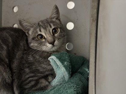 Shelter Stray Female Cat last seen , , CA, 1101 29th Ave, Oakland, CA 94601, USA