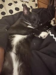 Reunited Male Cat last seen Near 41 st sw by Mount Royal university, Calgary, AB T3E 3K8