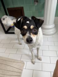 Reunited Female Dog last seen Pico Robertson, Los Angeles, CA 90035