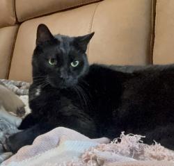 Lost Male Cat last seen Horst ct, Crestline, CA 92325