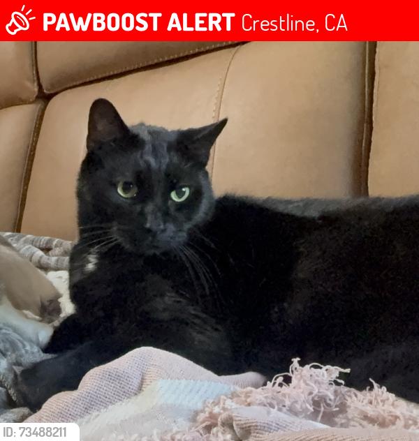 Lost Male Cat last seen Horst ct, Crestline, CA 92325
