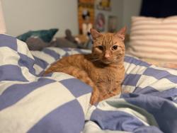 Lost Male Cat last seen Tuscany and Ridgemede, Baltimore, MD 21210