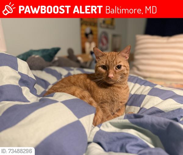 Lost Male Cat last seen Tuscany and Ridgemede, Baltimore, MD 21210
