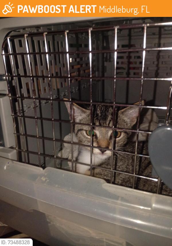 Found/Stray Unknown Cat last seen Peppergrass & Cosmos Ave, Middleburg, FL 32068