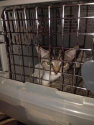 Found/Stray Unknown Cat last seen Peppergrass & Cosmos Ave, Middleburg, FL 32068