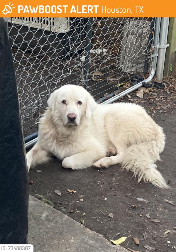 Found/Stray Male Dog last seen Jutland and Higgins, Houston, TX 77033
