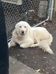 Found/Stray Male Dog last seen Jutland and Higgins, Houston, TX 77033