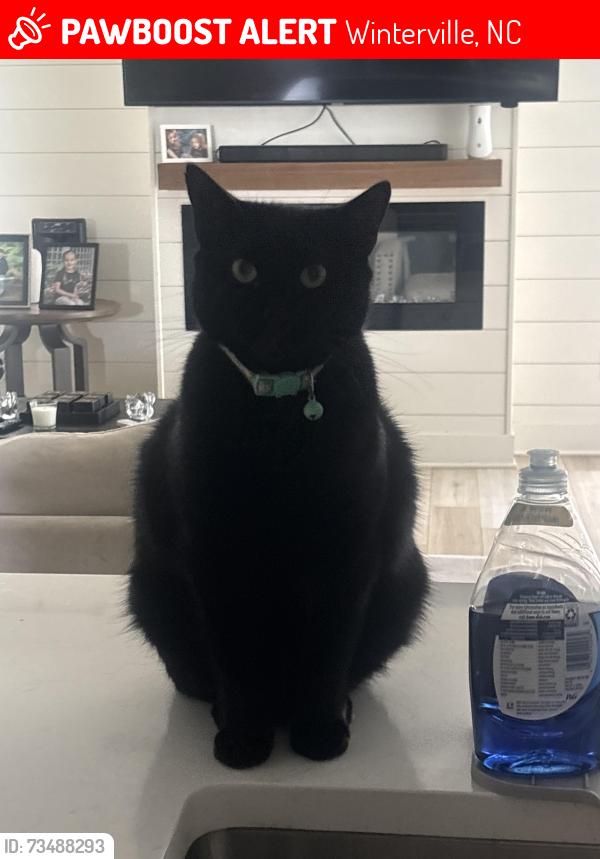 Lost Female Cat last seen Norberry Dr, Winterville, NC 28590