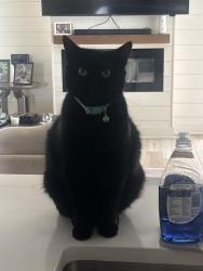 Lost Female Cat last seen Norberry Dr, Winterville, NC 28590