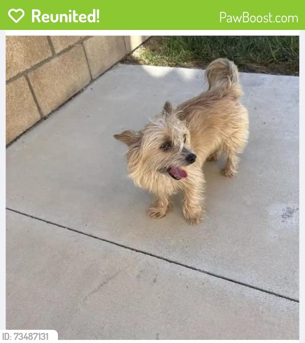 Reunited Male Dog last seen Chase and Garrison, Corona, CA 92879