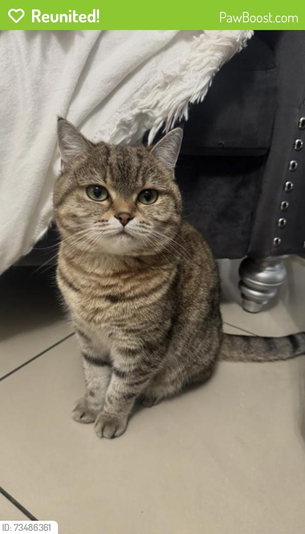Reunited Female Cat last seen lardner st philadelphia pa, Philadelphia, PA 19149