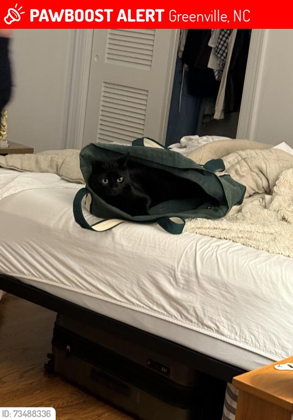 Lost Male Cat last seen Mellow mushroom, Greenville, NC 27858