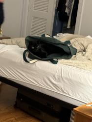 Lost Male Cat last seen Mellow mushroom, Greenville, NC 27858