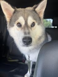Found/Stray Female Dog last seen East mulberry and Oak Tree, San Antonio, TX 78212