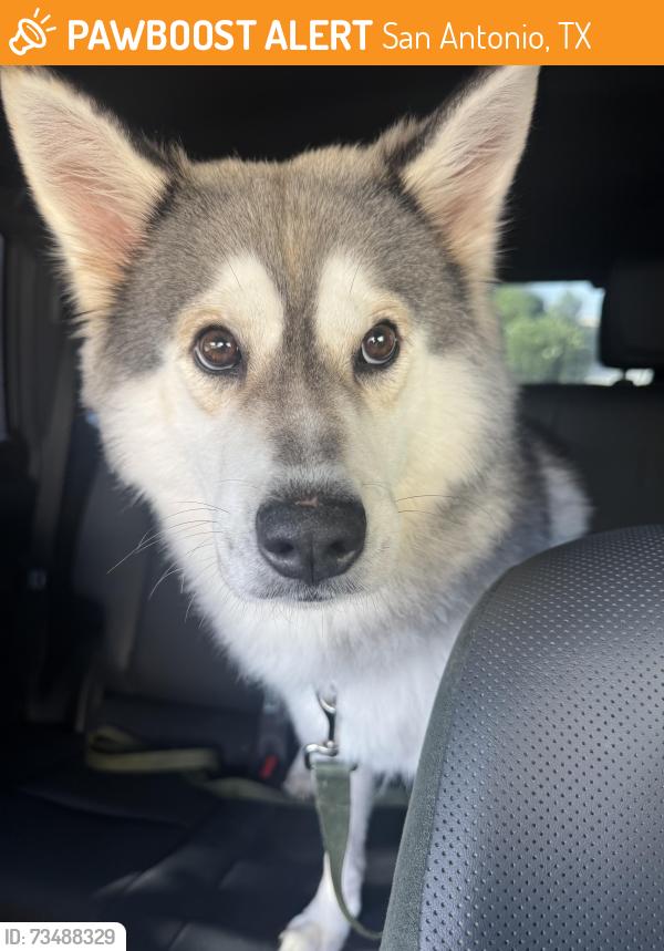 Found/Stray Female Dog last seen East mulberry and Oak Tree, San Antonio, TX 78212