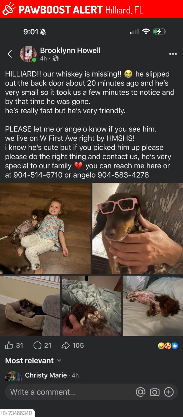 Lost Male Dog last seen By Adens, Hilliard, FL 32046