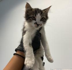 Shelter Stray Male Cat last seen Near Weaver Street, San Diego, CA, 92114, 5500 Gaines St, San Diego, CA 92110, USA