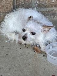 Reunited Unknown Dog last seen Near Sunrise LN Hutchins, TX, Hutchins, TX 75141