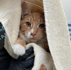 Shelter Stray Male Cat last seen Near Weaver Street, San Diego, CA, 92114, 5500 Gaines St, San Diego, CA 92110, USA