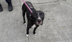 Shelter Stray Female Dog last seen Near Olinville Avenue, BRONX, NY, 10467, 326 E 110th St, New York, NY 10029, USA