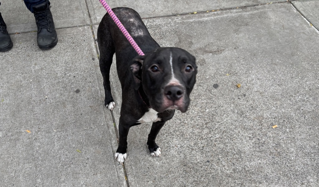 Shelter Stray Female Dog last seen Near Olinville Avenue, BRONX, NY, 10467, 326 E 110th St, New York, NY 10029, USA