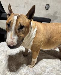 Reunited Male Dog last seen King George, close to wood street, Brantford, ON 