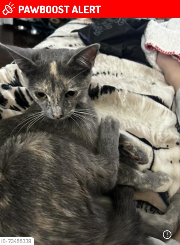 Lost Female Cat last seen Liberty str or maybe around S Olden Ave., Hamilton Township, NJ 08610