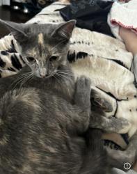Lost Female Cat last seen Liberty str or maybe around S Olden Ave., Hamilton Township, NJ 08610