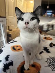 Reunited Male Cat last seen Monroe Way and Mercer Court ( near Publix in cosners corner), Fredericksburg, VA 22407