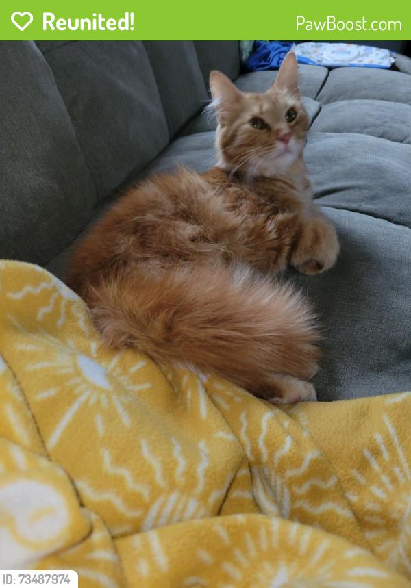 Reunited Female Cat last seen Lambert rd and state route 665, Darbydale, OH 43123