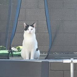 Lost Male Cat last seen Cawston and Mustang way, Hemet, CA 92545