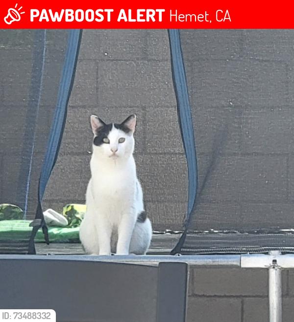 Lost Male Cat last seen Cawston and Mustang way, Hemet, CA 92545