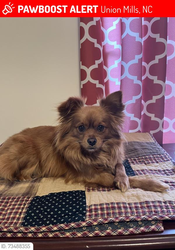Lost Male Dog last seen Hudlow Rd, Thomason Road, Union Mills, NC 28167