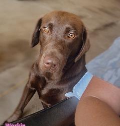 Lost Female Dog last seen West Craven High School, Vanceboro, NC 28586