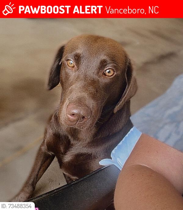 Lost Female Dog last seen West Craven High School, Vanceboro, NC 28586