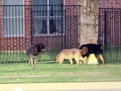 Found/Stray Unknown Dog last seen Waterview parkway and elm grove road, Rowlett, TX 75089