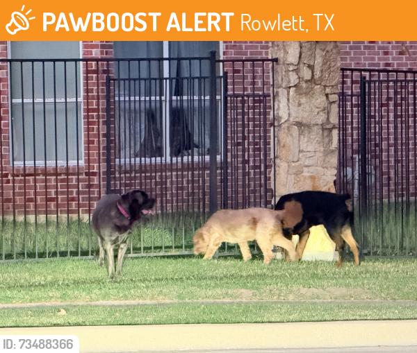 Found/Stray Unknown Dog last seen Waterview parkway and elm grove road, Rowlett, TX 75089