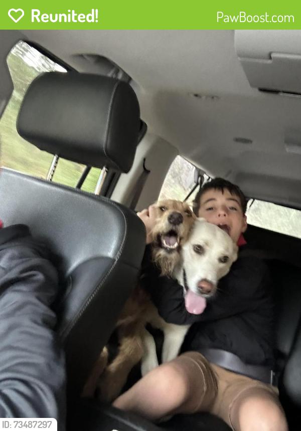 Reunited Female Dog last seen Eagle ridge, Spokane, WA 99224
